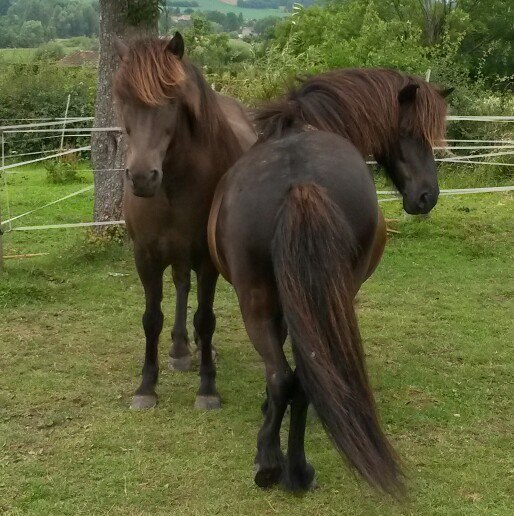 Paarden in weiland horse4life Paarden in weiland horse4life