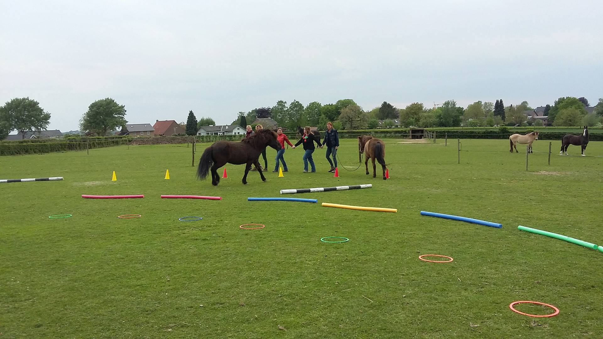 Paardencoaching - Horse4life Paardencoaching - Horse4life